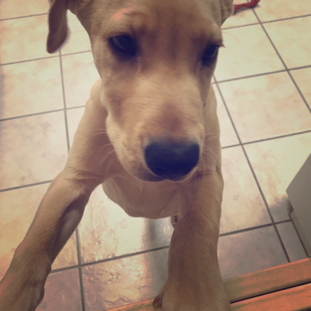 Custom Listing for Carmen